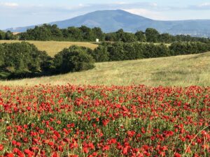 Poppies